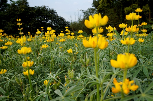 貓空樟樹步道:貓空樟樹步道 - 魯冰花的季節
