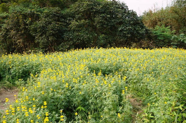 貓空樟樹步道:貓空樟樹步道 - 魯冰花的季節