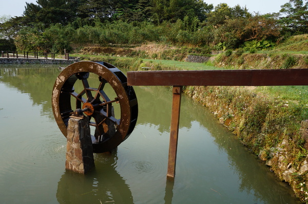 貓空樟樹步道:貓空樟樹步道 - 魯冰花的季節