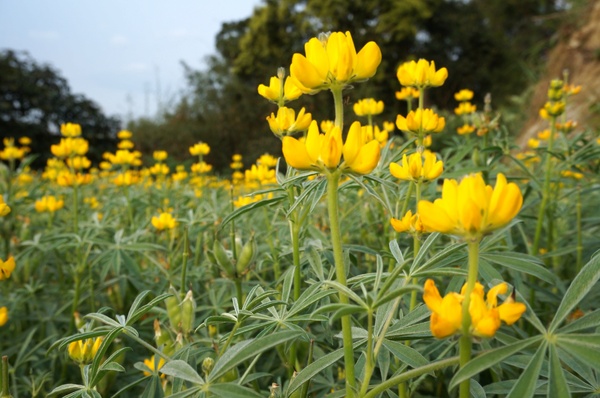 貓空樟樹步道:貓空樟樹步道 - 魯冰花的季節