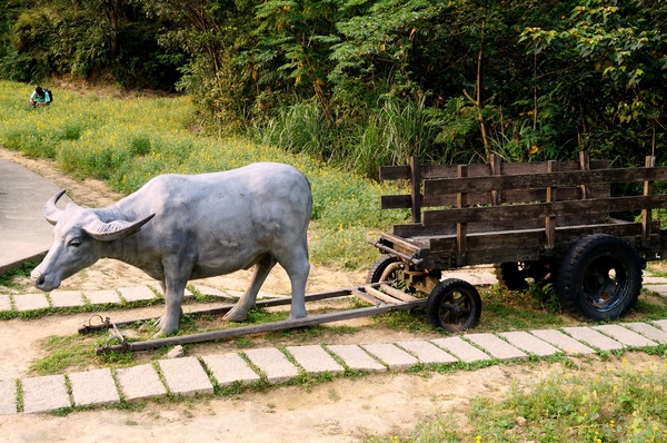 貓空樟樹步道:貓空樟樹步道 - 魯冰花的季節