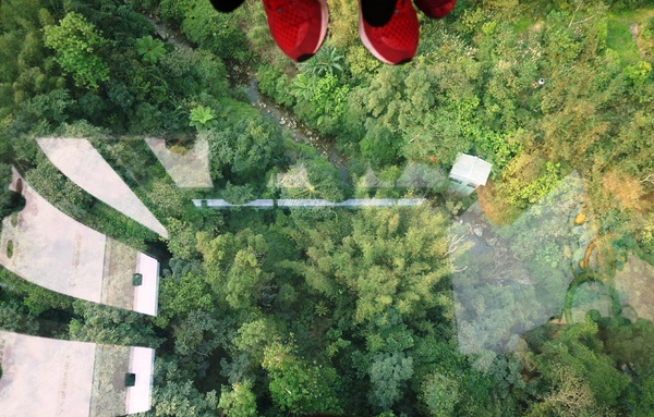 貓空樟樹步道:貓空樟樹步道 - 魯冰花的季節