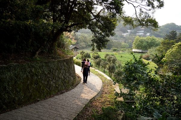貓空樟樹步道:貓空樟樹步道 - 魯冰花的季節