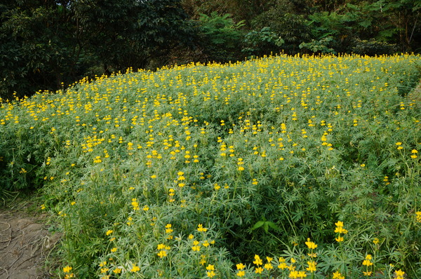 貓空樟樹步道:貓空樟樹步道 - 魯冰花的季節