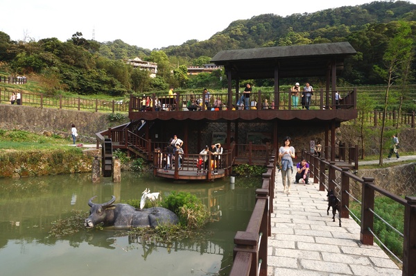 貓空樟樹步道:貓空樟樹步道 - 魯冰花的季節