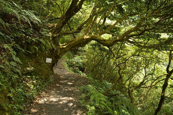 林美石磐步道43