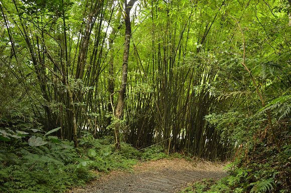 林美石磐步道46