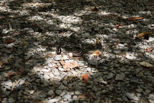 宜蘭~林美石磐步道：宜蘭●礁溪-林美石磐步道~夏日必去的踏青消暑景點!!