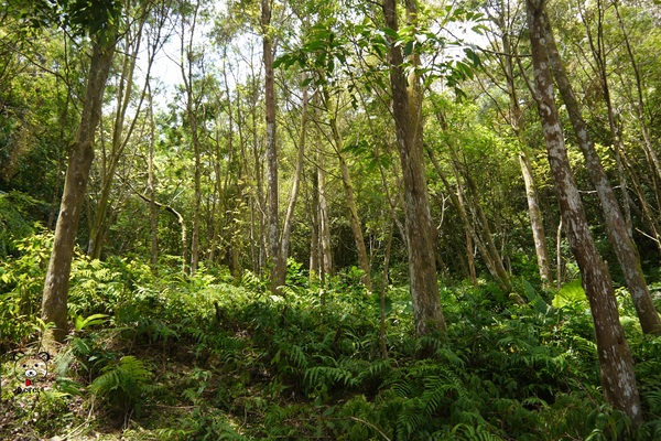 宜蘭~林美石磐步道：宜蘭●礁溪-林美石磐步道~夏日必去的踏青消暑景點!!