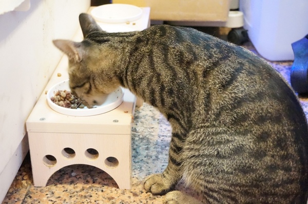 藍迪亞餐屋：適合聚會又免服務費的美味【桃園/藍迪亞餐屋】