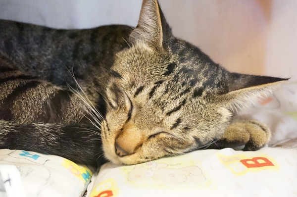 藍迪亞餐屋：適合聚會又免服務費的美味【桃園/藍迪亞餐屋】