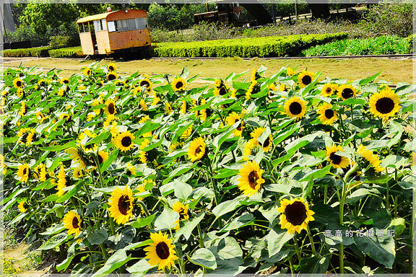 橋頭糖廠：【高雄】橋頭區。橋頭糖廠 臺灣糖業博物館