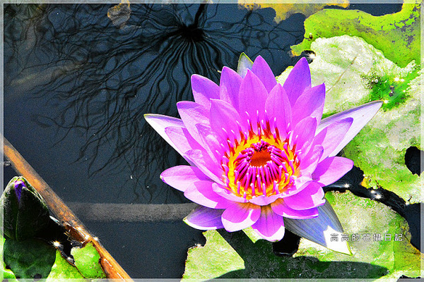 橋頭糖廠：【高雄】橋頭區。橋頭糖廠 臺灣糖業博物館