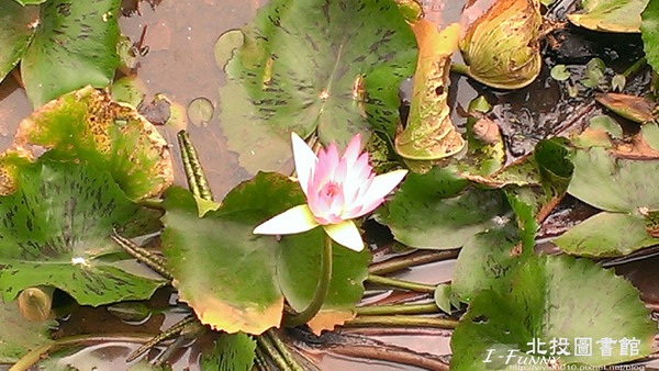 北投圖書館:{艾方妮愛玩}【新北投捷運站】北投圖書館-環保綠建築(諾亞方舟?)