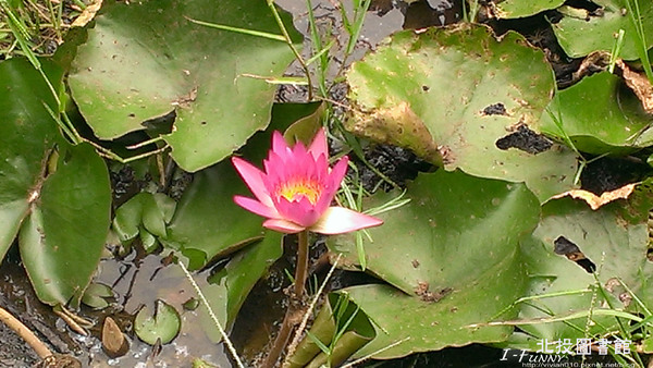 北投圖書館:{艾方妮愛玩}【新北投捷運站】北投圖書館-環保綠建築(諾亞方舟?)