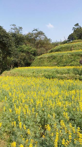 貓空樟樹步道：貓空樟樹步道~閃閃的淚光魯冰花(20160326)