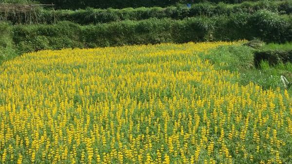 貓空樟樹步道：貓空樟樹步道~閃閃的淚光魯冰花(20160326)