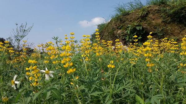 貓空樟樹步道：貓空樟樹步道~閃閃的淚光魯冰花(20160326)