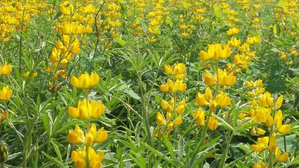 貓空樟樹步道：貓空樟樹步道~閃閃的淚光魯冰花(20160326)