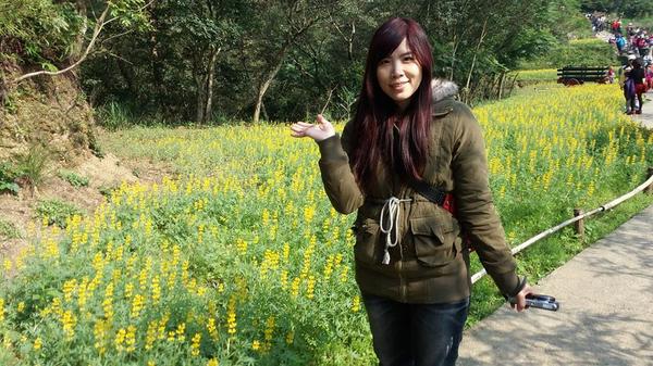 貓空樟樹步道：貓空樟樹步道~閃閃的淚光魯冰花(20160326)