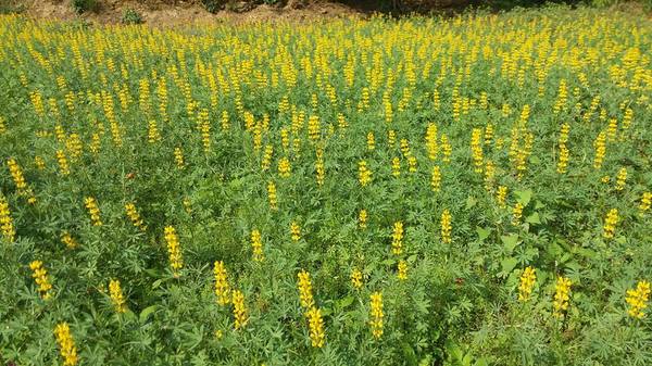 貓空樟樹步道：貓空樟樹步道~閃閃的淚光魯冰花(20160326)