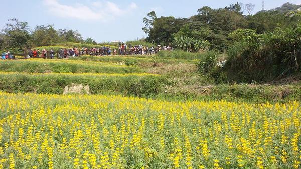 貓空樟樹步道：貓空樟樹步道~閃閃的淚光魯冰花(20160326)