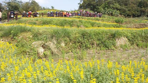 貓空樟樹步道：貓空樟樹步道~閃閃的淚光魯冰花(20160326)