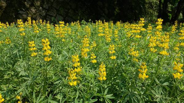 貓空樟樹步道：貓空樟樹步道~閃閃的淚光魯冰花(20160326)