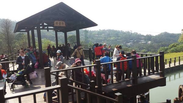 貓空樟樹步道：貓空樟樹步道~閃閃的淚光魯冰花(20160326)