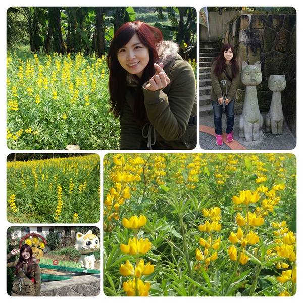 貓空樟樹步道：貓空樟樹步道~閃閃的淚光魯冰花(20160326)