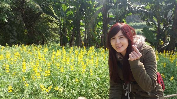 貓空樟樹步道：貓空樟樹步道~閃閃的淚光魯冰花(20160326)