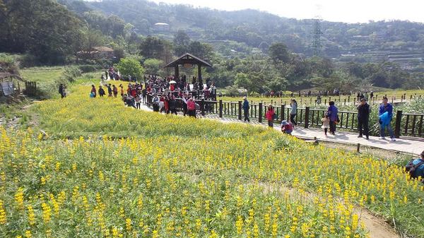 貓空樟樹步道：貓空樟樹步道~閃閃的淚光魯冰花(20160326)