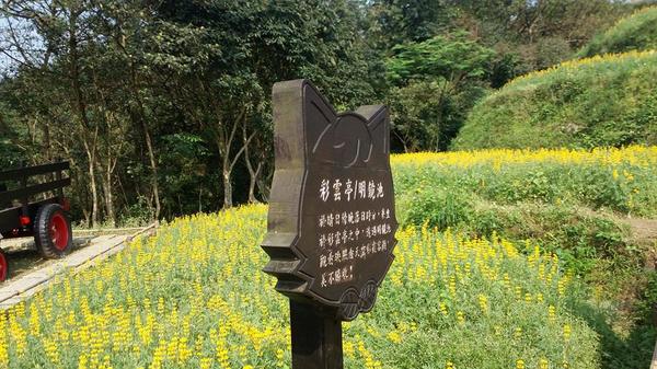 貓空樟樹步道：貓空樟樹步道~閃閃的淚光魯冰花(20160326)