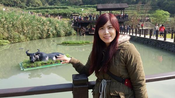 貓空樟樹步道：貓空樟樹步道~閃閃的淚光魯冰花(20160326)