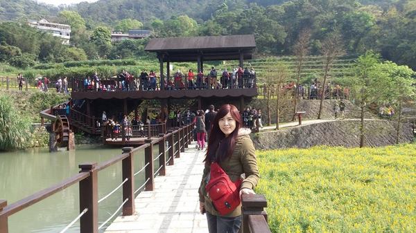 貓空樟樹步道：貓空樟樹步道~閃閃的淚光魯冰花(20160326)