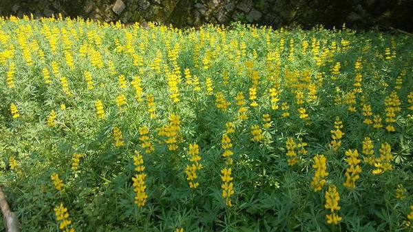 貓空樟樹步道：貓空樟樹步道~閃閃的淚光魯冰花(20160326)