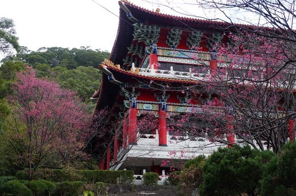 吳氏宗祠：[城市櫻花趣][閃點]台北 北投賞櫻&茶花&大鳳梨~吳氏宗祠、鳳梨宅、秘境