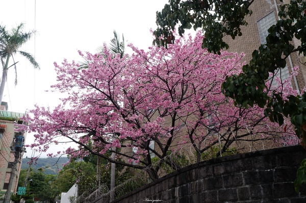 吳氏宗祠：[城市櫻花趣][閃點]台北 北投賞櫻&茶花&大鳳梨~吳氏宗祠、鳳梨宅、秘境