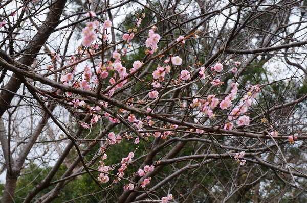 吳氏宗祠：[城市櫻花趣][閃點]台北 北投賞櫻&茶花&大鳳梨~吳氏宗祠、鳳梨宅、秘境
