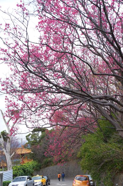 吳氏宗祠：[城市櫻花趣][閃點]台北 北投賞櫻&茶花&大鳳梨~吳氏宗祠、鳳梨宅、秘境