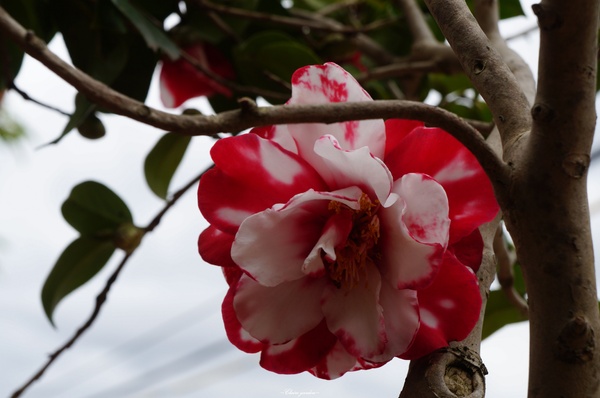 吳氏宗祠：[城市櫻花趣][閃點]台北 北投賞櫻&茶花&大鳳梨~吳氏宗祠、鳳梨宅、秘境