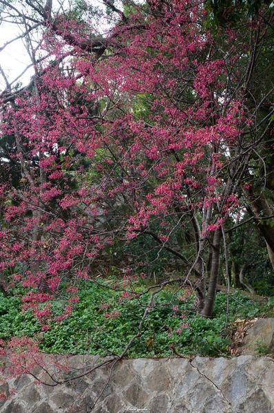 吳氏宗祠：[城市櫻花趣][閃點]台北 北投賞櫻&茶花&大鳳梨~吳氏宗祠、鳳梨宅、秘境