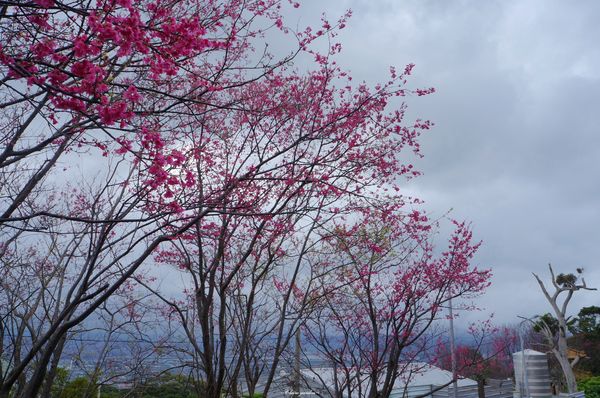 吳氏宗祠：[城市櫻花趣][閃點]台北 北投賞櫻&茶花&大鳳梨~吳氏宗祠、鳳梨宅、秘境