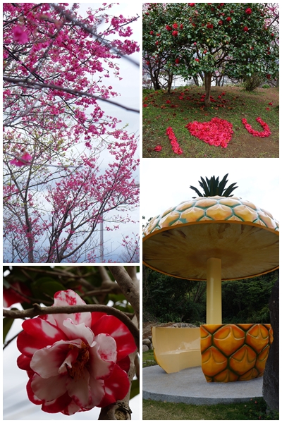 吳氏宗祠：[城市櫻花趣][閃點]台北 北投賞櫻&茶花&大鳳梨~吳氏宗祠、鳳梨宅、秘境