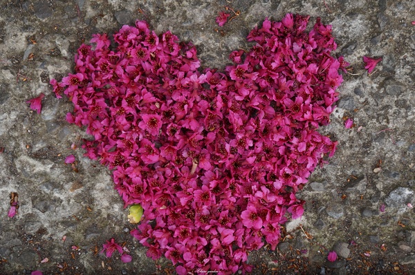 吳氏宗祠：[城市櫻花趣][閃點]台北 北投賞櫻&茶花&大鳳梨~吳氏宗祠、鳳梨宅、秘境