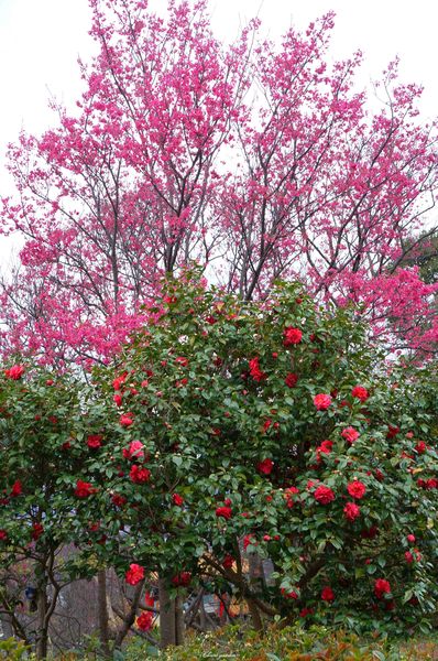 吳氏宗祠：[城市櫻花趣][閃點]台北 北投賞櫻&茶花&大鳳梨~吳氏宗祠、鳳梨宅、秘境
