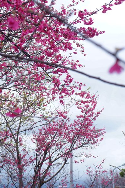 吳氏宗祠：[城市櫻花趣][閃點]台北 北投賞櫻&茶花&大鳳梨~吳氏宗祠、鳳梨宅、秘境