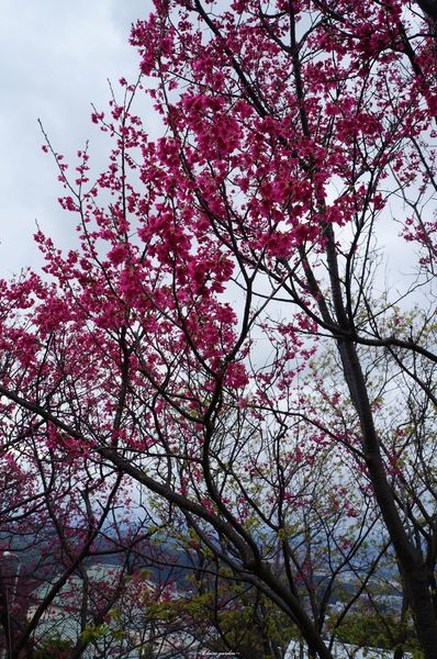 吳氏宗祠：[城市櫻花趣][閃點]台北 北投賞櫻&茶花&大鳳梨~吳氏宗祠、鳳梨宅、秘境