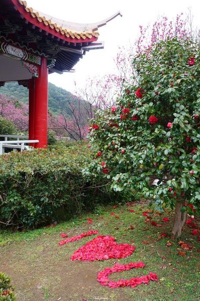 吳氏宗祠：[城市櫻花趣][閃點]台北 北投賞櫻&茶花&大鳳梨~吳氏宗祠、鳳梨宅、秘境