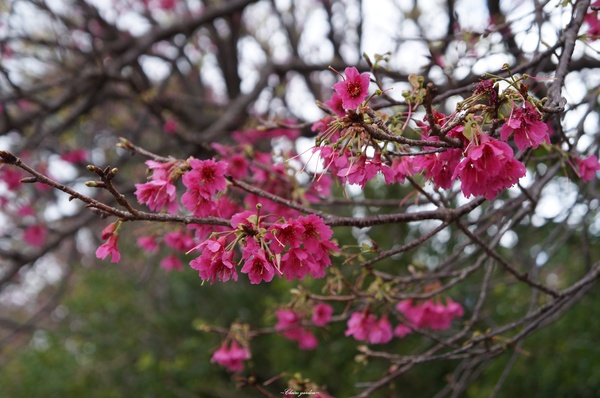 吳氏宗祠：[城市櫻花趣][閃點]台北 北投賞櫻&茶花&大鳳梨~吳氏宗祠、鳳梨宅、秘境